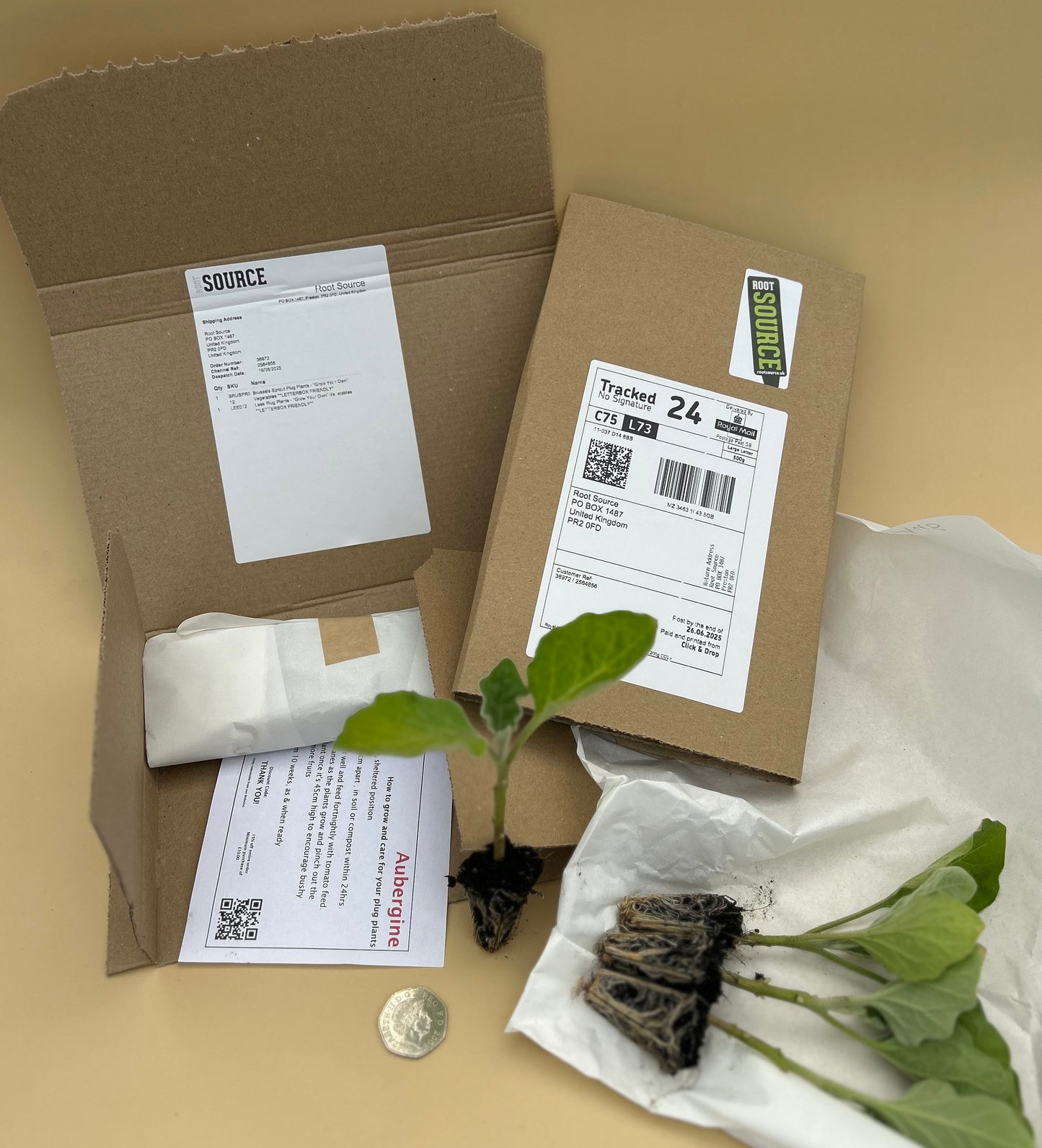 Aubergine Plug Plants "Grow Your Own" Vegetables 'Ready to Plant Now' Young Vegetable Plants **Letterbox Friendly**