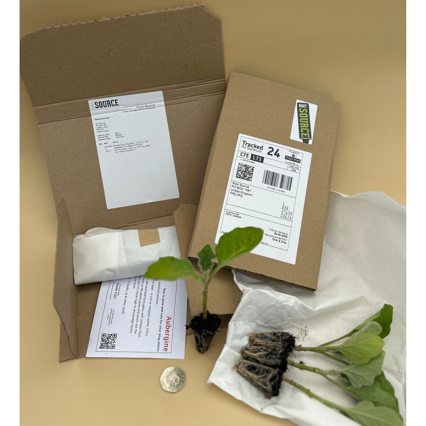 Red Russian Kale Plug Plants "Grow Your Own" Vegetables **Letterbox Friendly**