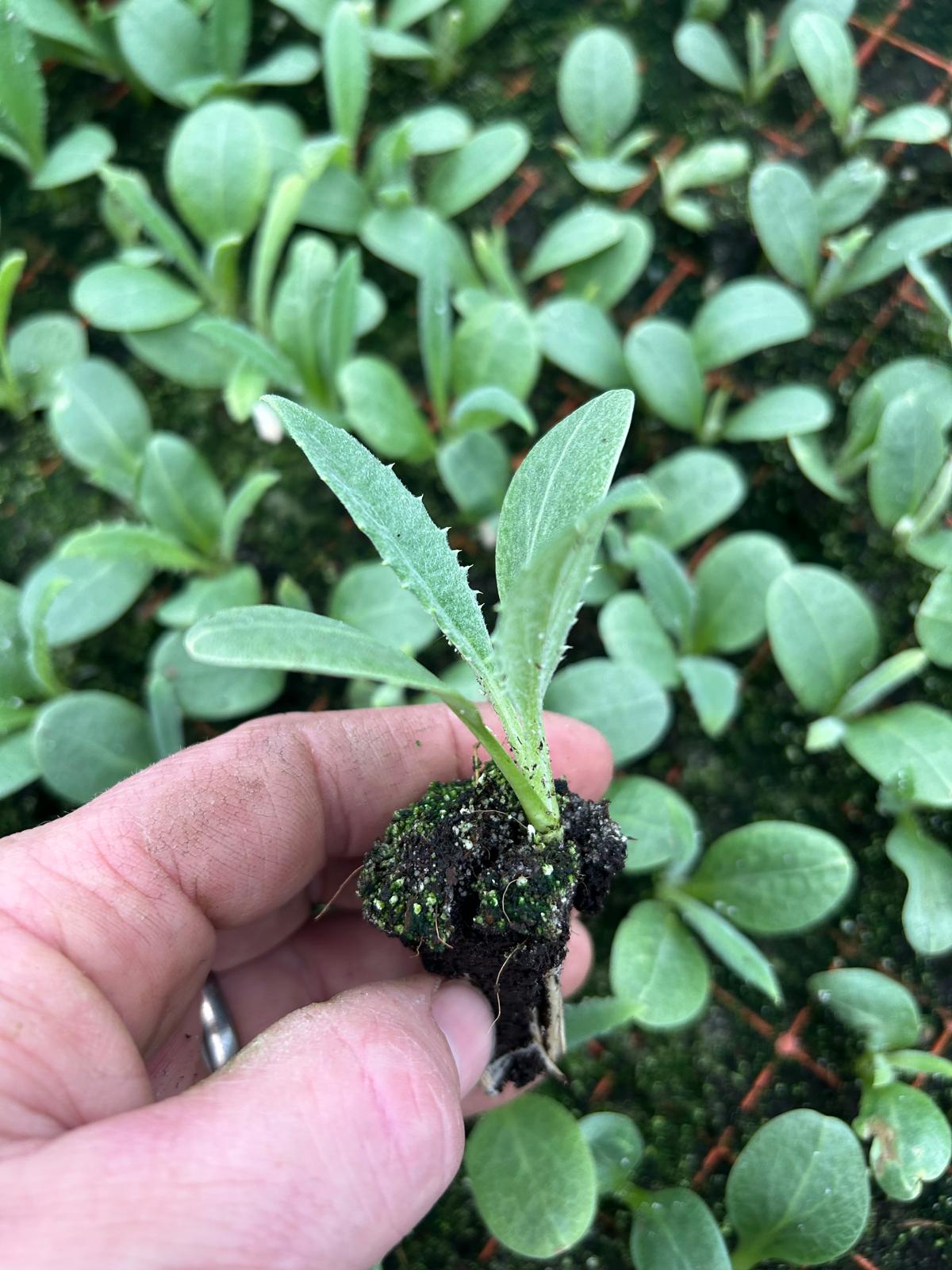Artichoke Plug Plants "Grow Your Own" Vegetables 'Ready to Plant Now' Young Vegetable Plants **Letterbox Friendly**
