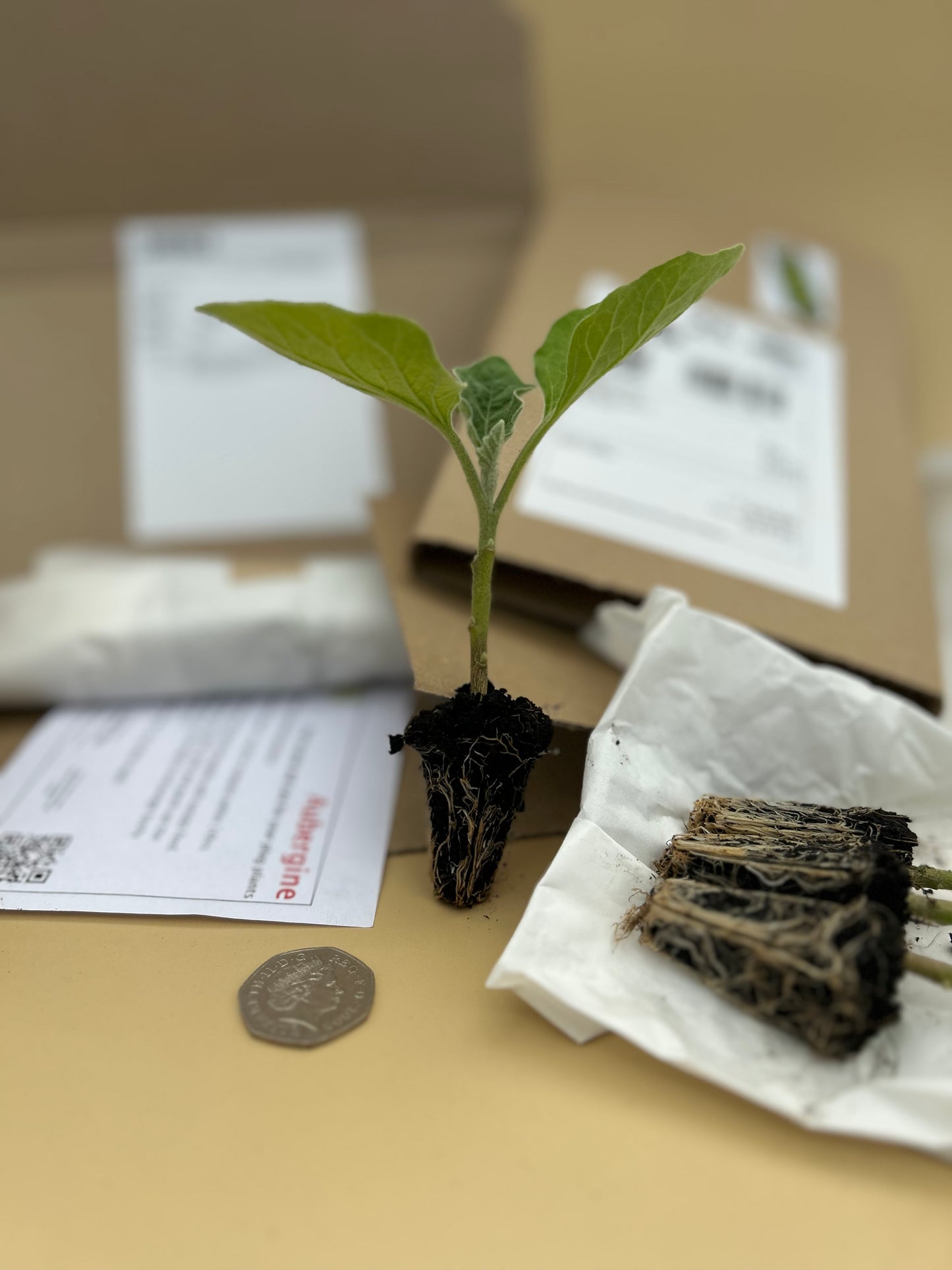 Aubergine Plug Plants "Grow Your Own" Vegetables 'Ready to Plant Now' Young Vegetable Plants **Letterbox Friendly**