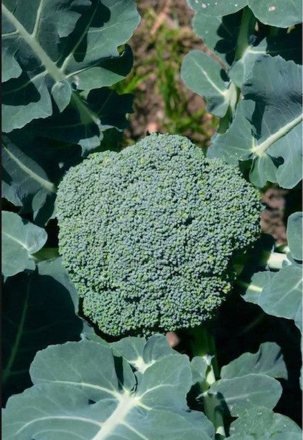 Weekly Subscription Box "Grow Your Own" Plug Plants Vegetables