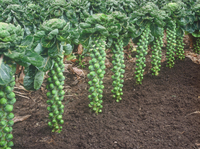 Weekly Subscription Box "Grow Your Own" Plug Plants Vegetables