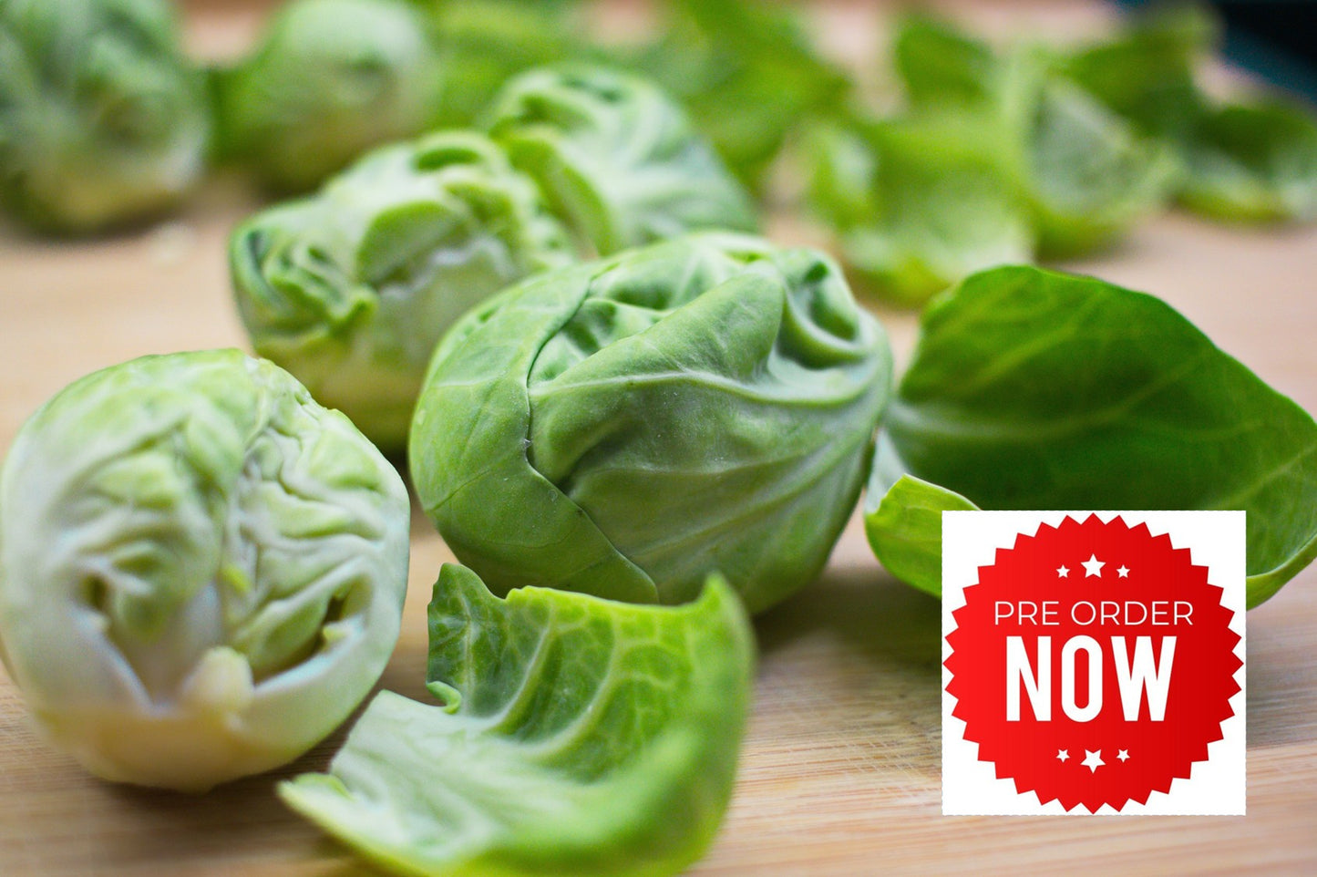 PRE-ORDER 10% OFF - Brussels Sprout Plug Plants "Grow Your Own" Vegetables - Letterbox Friendly