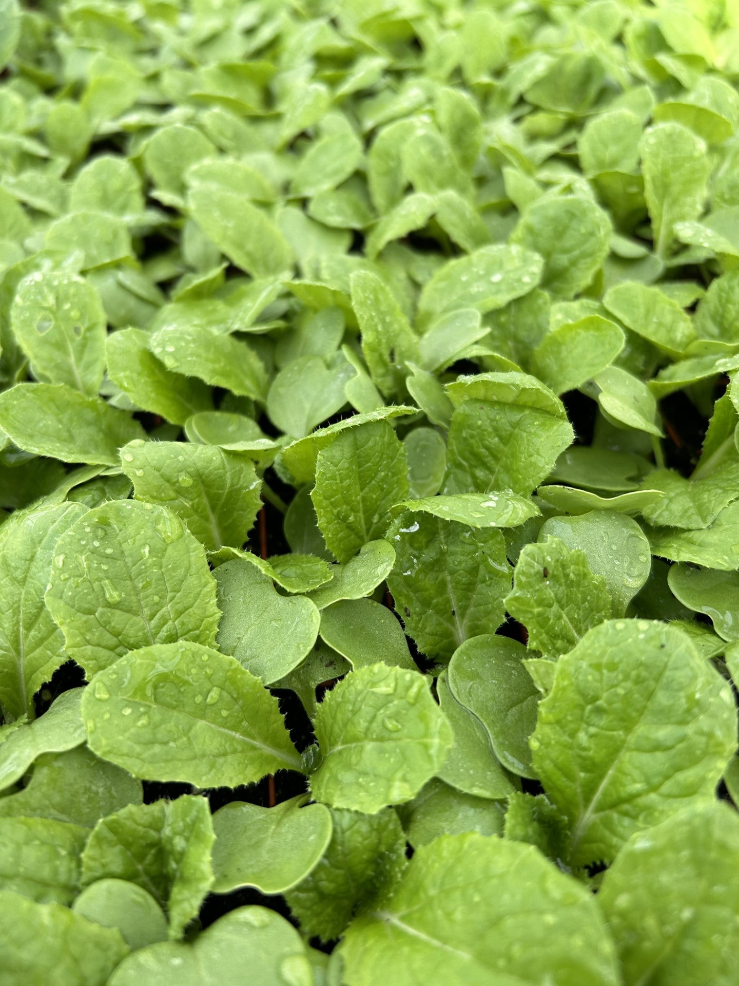 Chinese Cabbage Plug Plants "Grow Your Own" Vegetables 'Ready to Plant Now' Young Vegetable Plants **Letterbox Friendly**