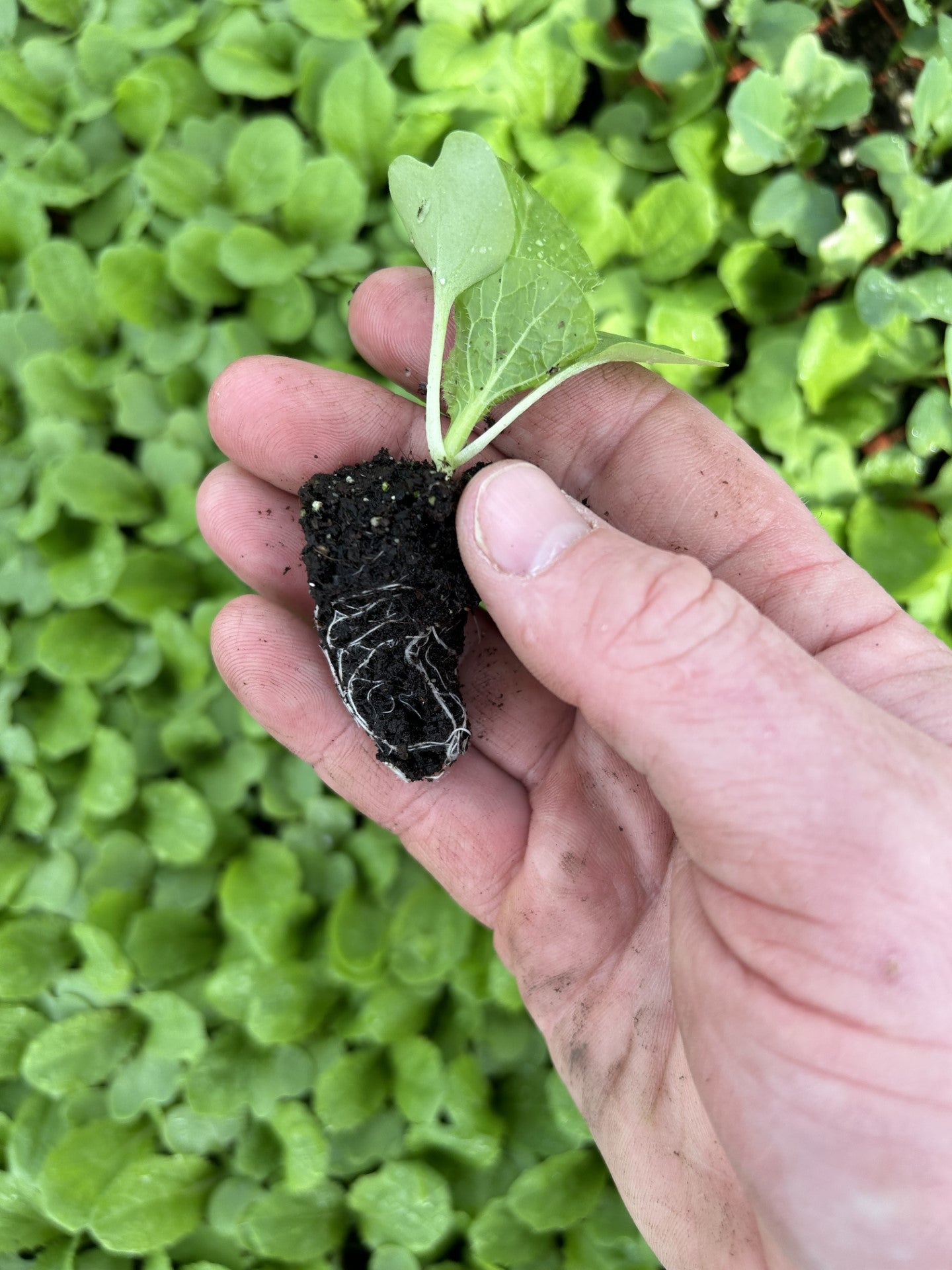 Chinese Cabbage Plug Plants "Grow Your Own" Vegetables 'Ready to Plant Now' Young Vegetable Plants **Letterbox Friendly**