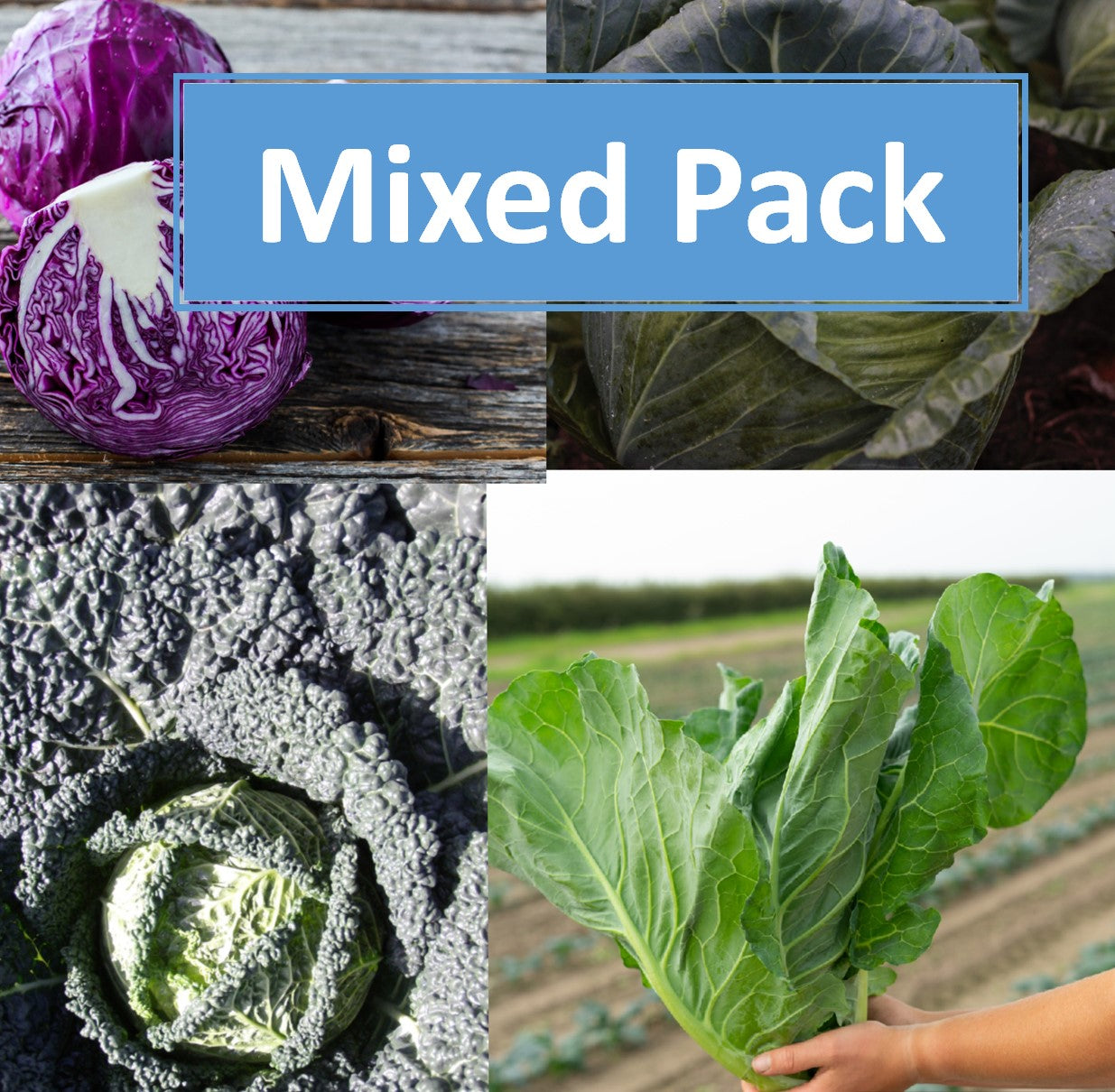 Cabbage Plug Plants MIXED PACK "Grow Your Own" Vegetables 'Ready to Plant Now' Young Vegetable Plants **Letterbox Friendly**