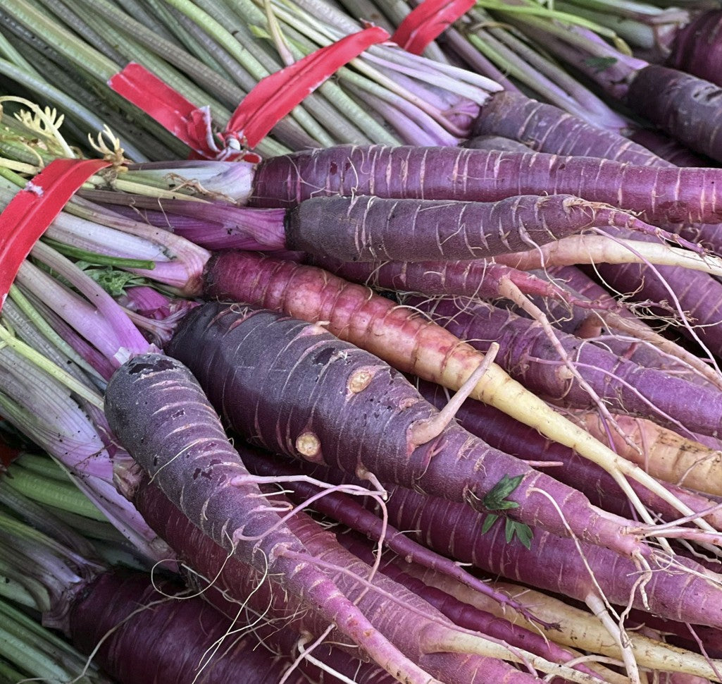Purple Carrot Plug Plants "Grow Your Own" Vegetables **Letterbox Friendly**