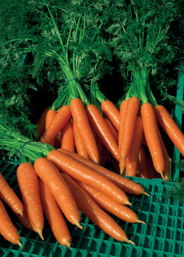 Weekly Subscription Box "Grow Your Own" Plug Plants Vegetables