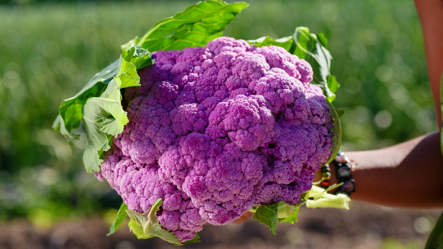 Purple Cauliflower Plug Plants "Grow Your Own" Vegetables **Letterbox Friendly**