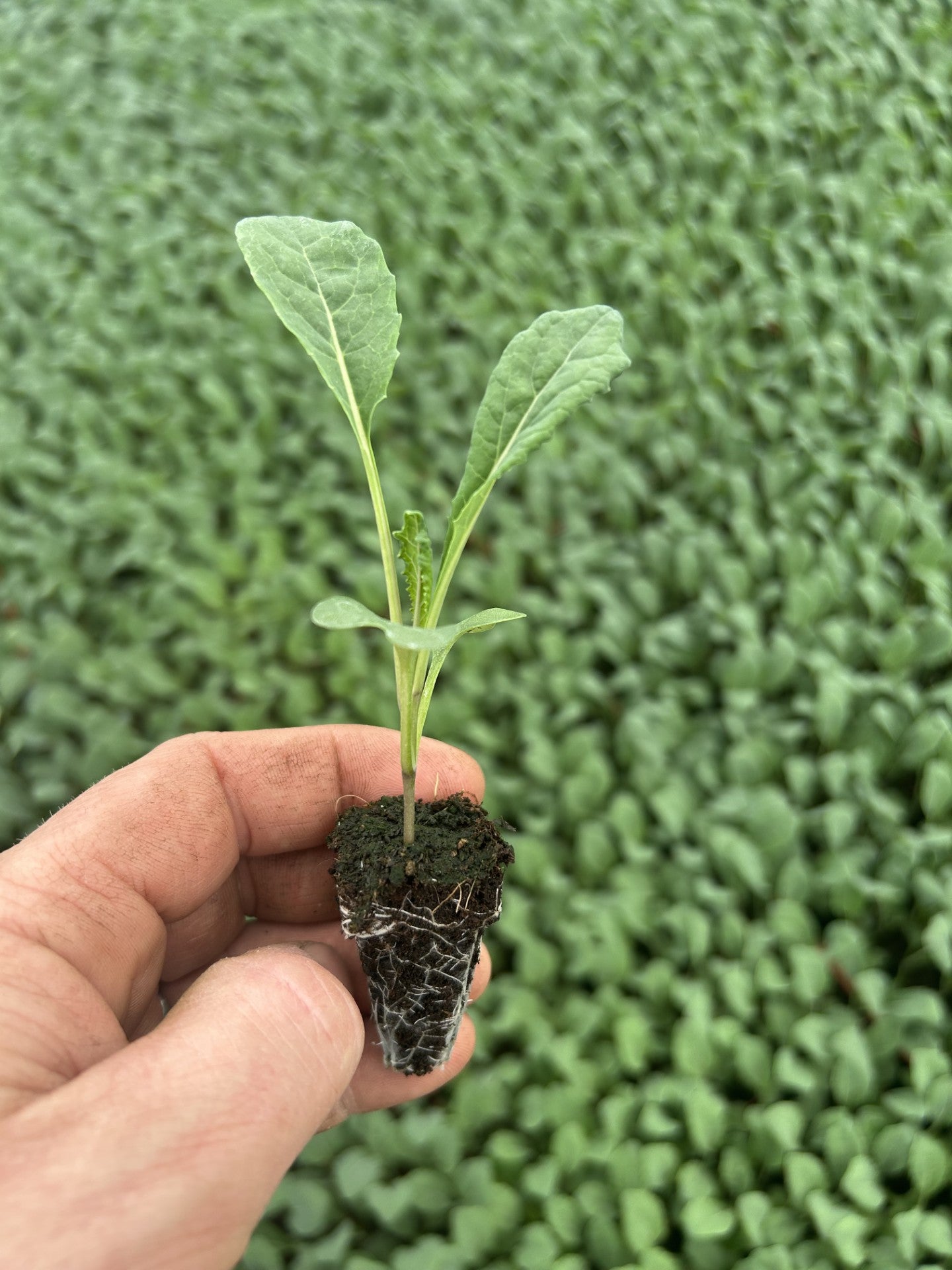 Cavolo Nero Plug Plants "Grow Your Own" Vegetables **Letterbox Friendly**