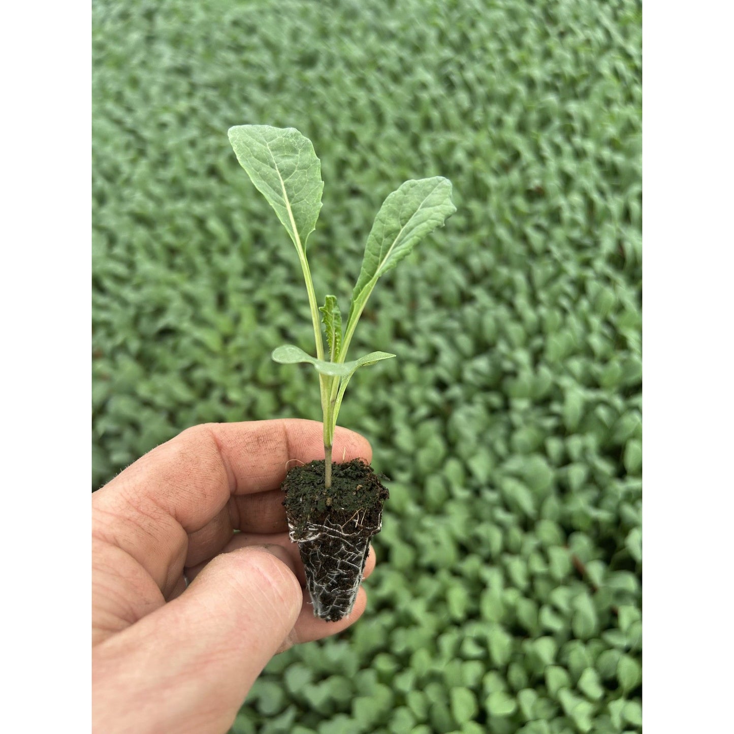 Kale Plug Plants MIXED PACK "Grow Your Own" Vegetables **Letterbox Friendly**