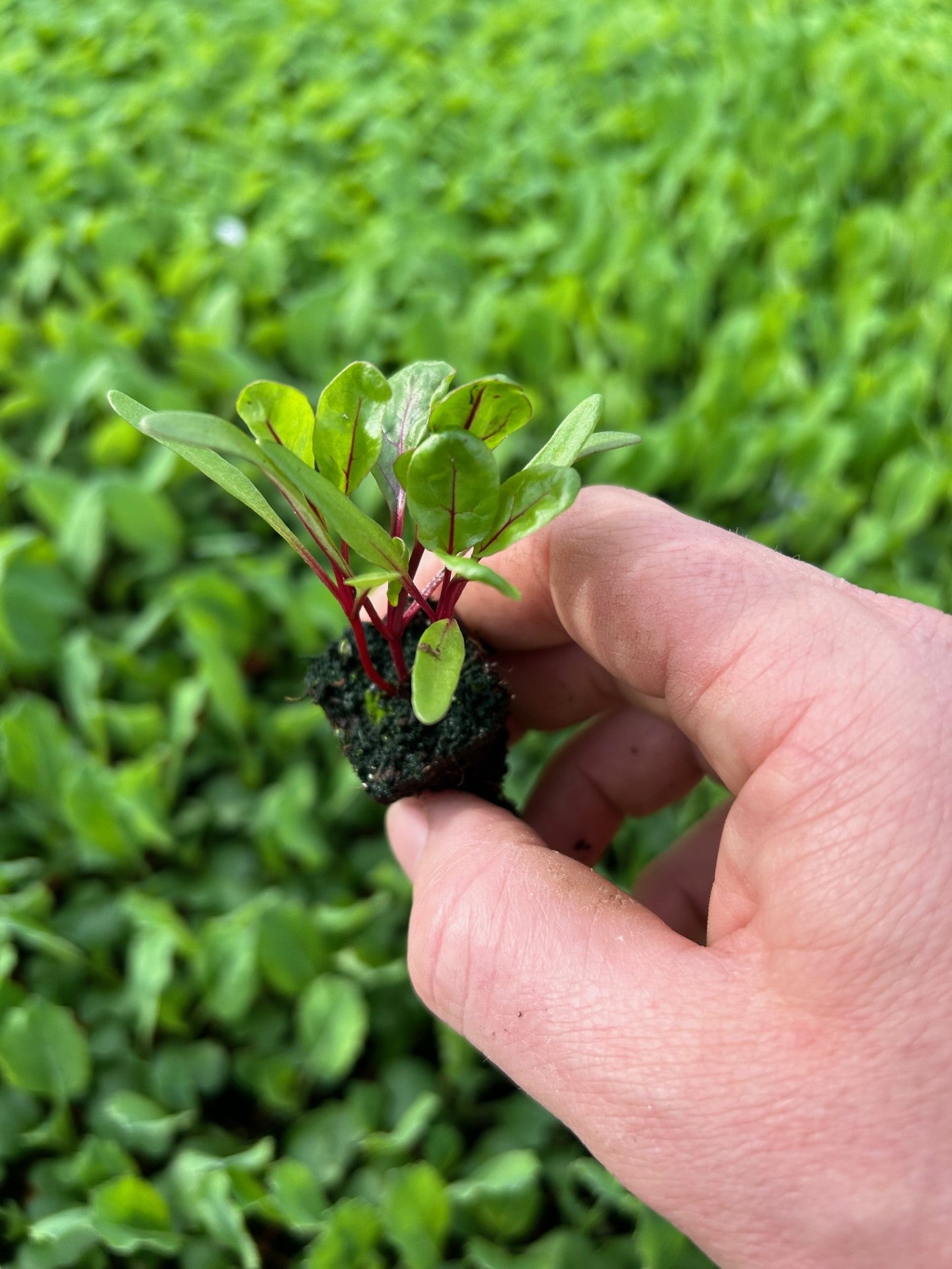 Swiss Chard Red Plug Plants "Grow Your Own" Vegetables **Letterbox Friendly**
