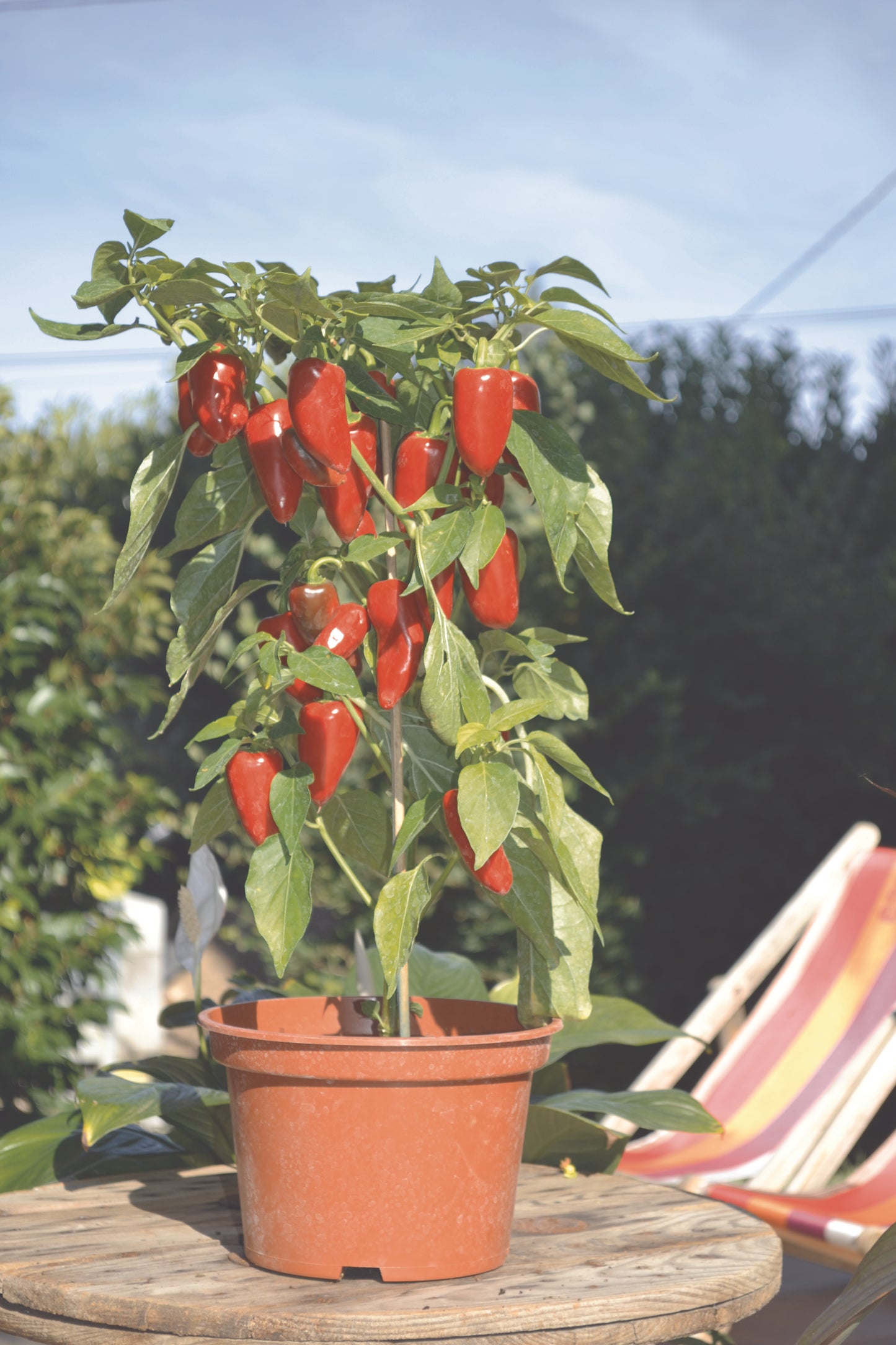 Pepper Plug Plants MIXED PACK "Grow Your Own" Fruit 'Ready to Plant Now' Young Vegetable Plants **Letterbox Friendly** (Copy)