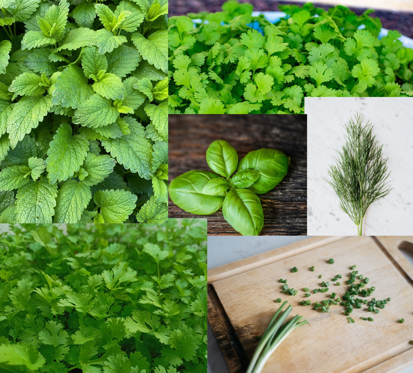 Weekly Subscription Box "Grow Your Own" Plug Plants Vegetables