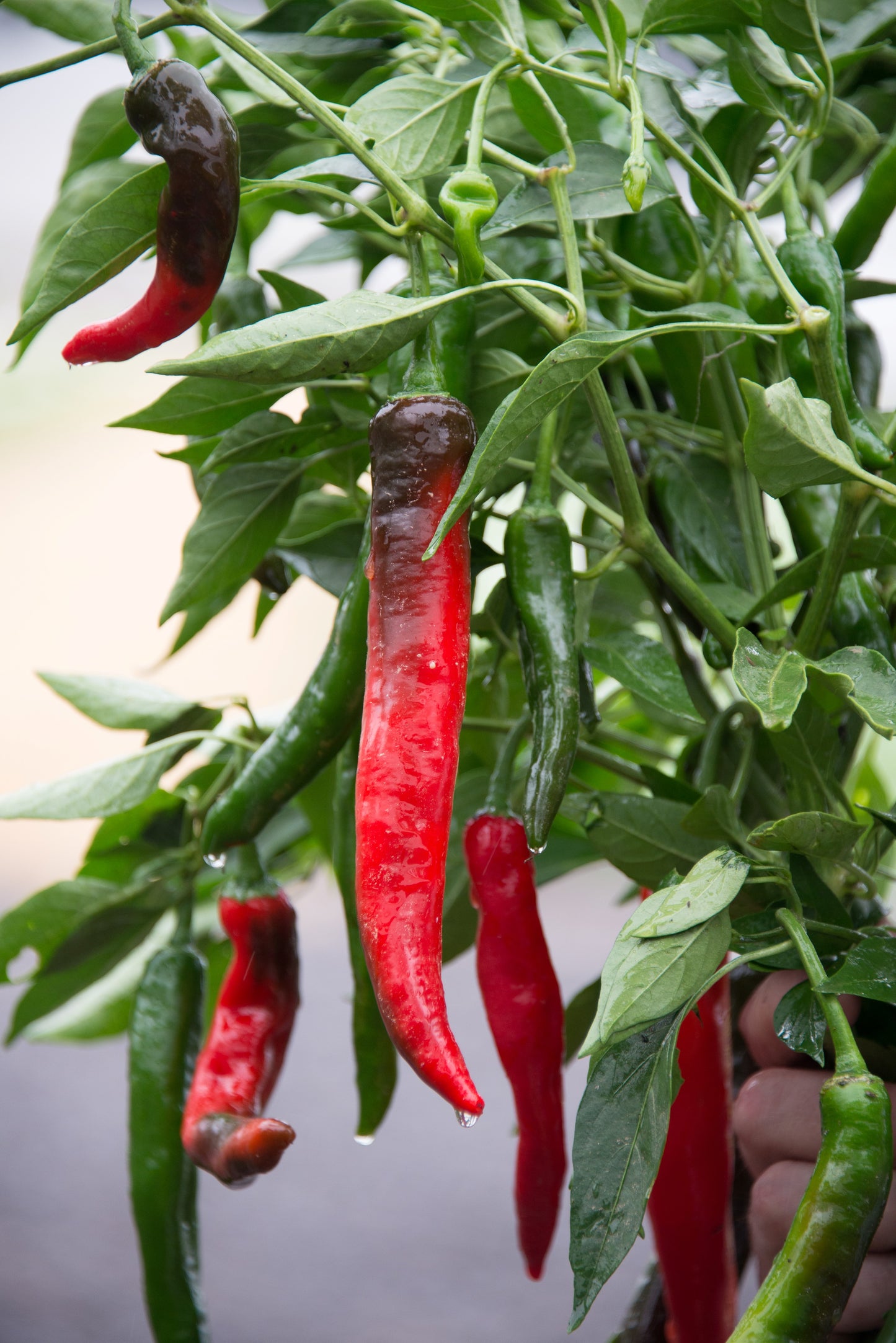 Chilli Pepper Cayenne Plug Plants "Grow Your Own" Fruit **Letterbox Friendly**