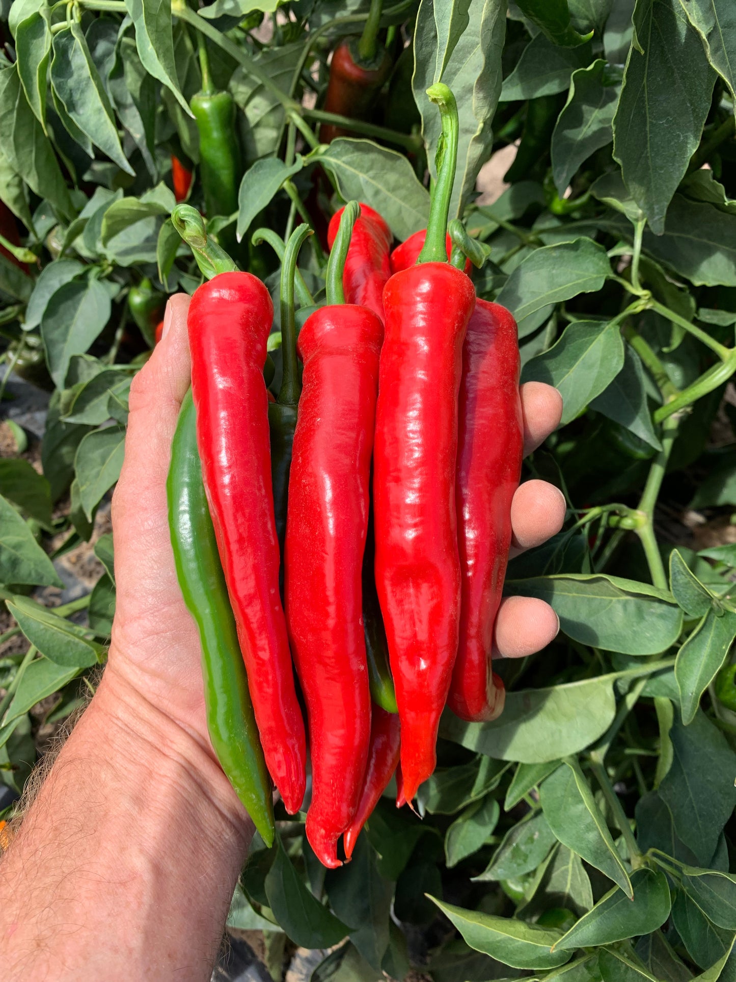 Chilli Pepper Cayenne Plug Plants "Grow Your Own" Fruit **Letterbox Friendly**