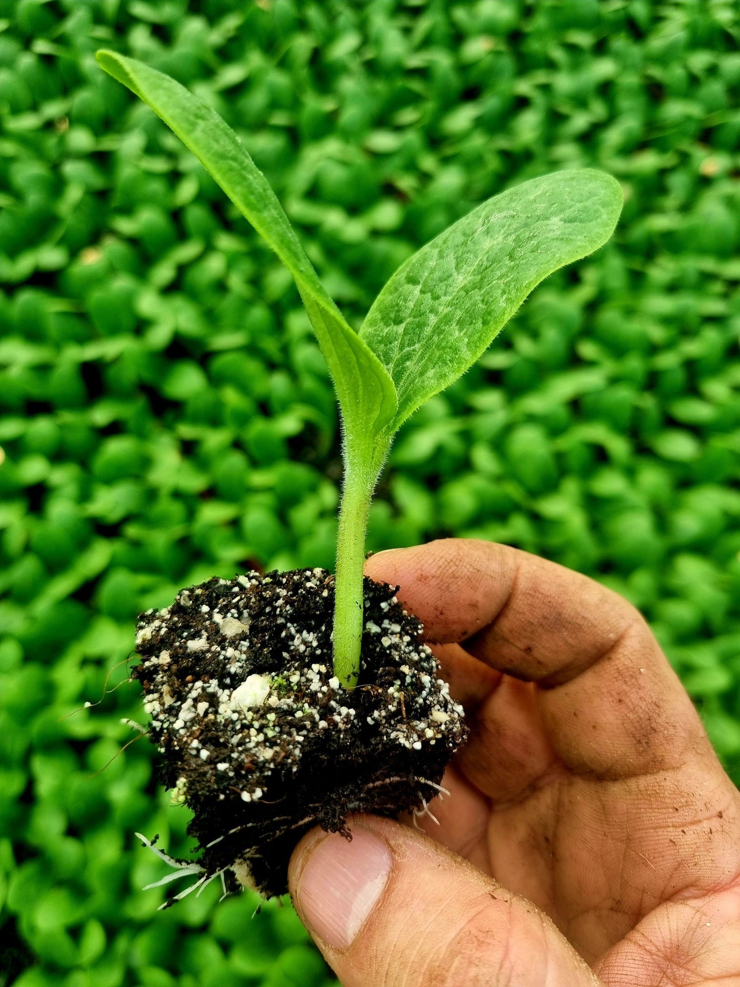 Pumpkin Plug Plants "Grow Your Own" Fruit **Letterbox Friendly**