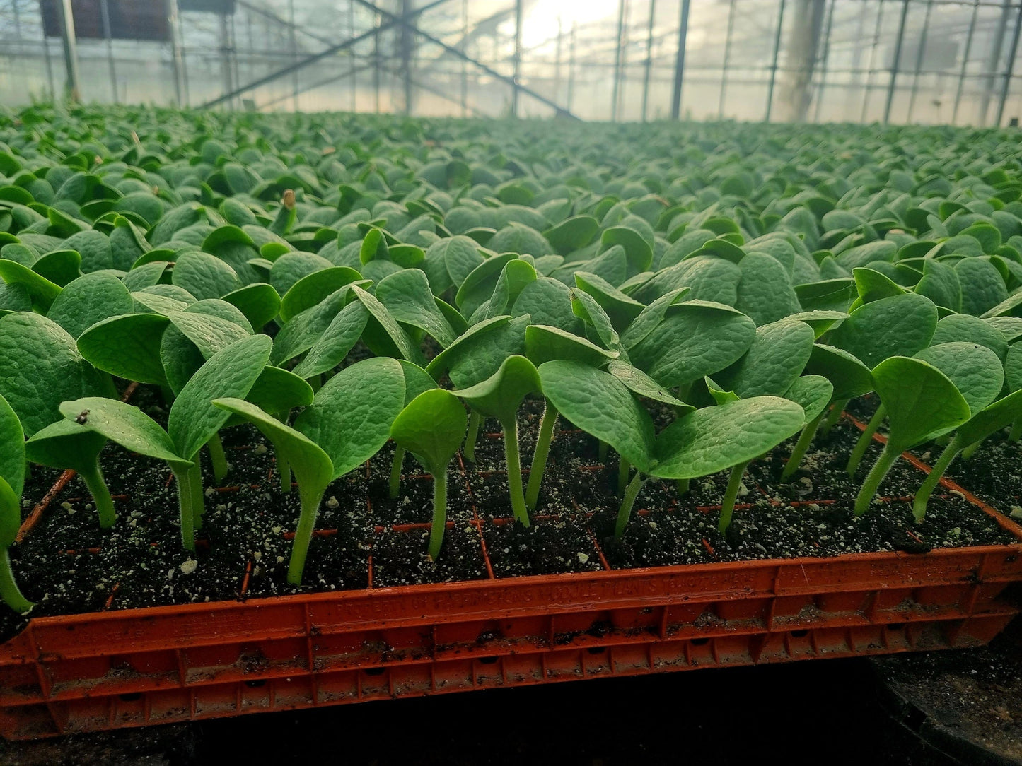 Pumpkin Plug Plants "Grow Your Own" Fruit **Letterbox Friendly**
