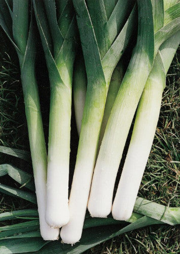 Weekly Subscription Box "Grow Your Own" Plug Plants Vegetables