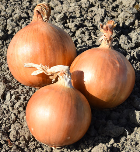 Weekly Subscription Box "Grow Your Own" Plug Plants Vegetables