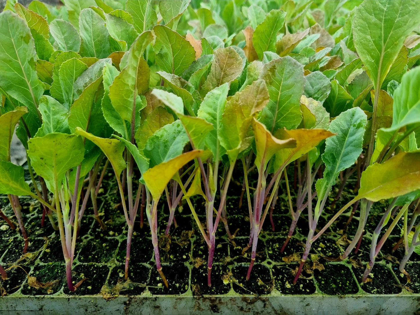 Purple Cauliflower Plug Plants "Grow Your Own" Vegetables **Letterbox Friendly**