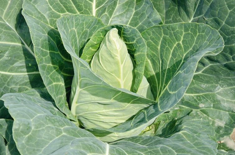 Monthly Subscription Box "Grow Your Own" Plug Plants Vegetables