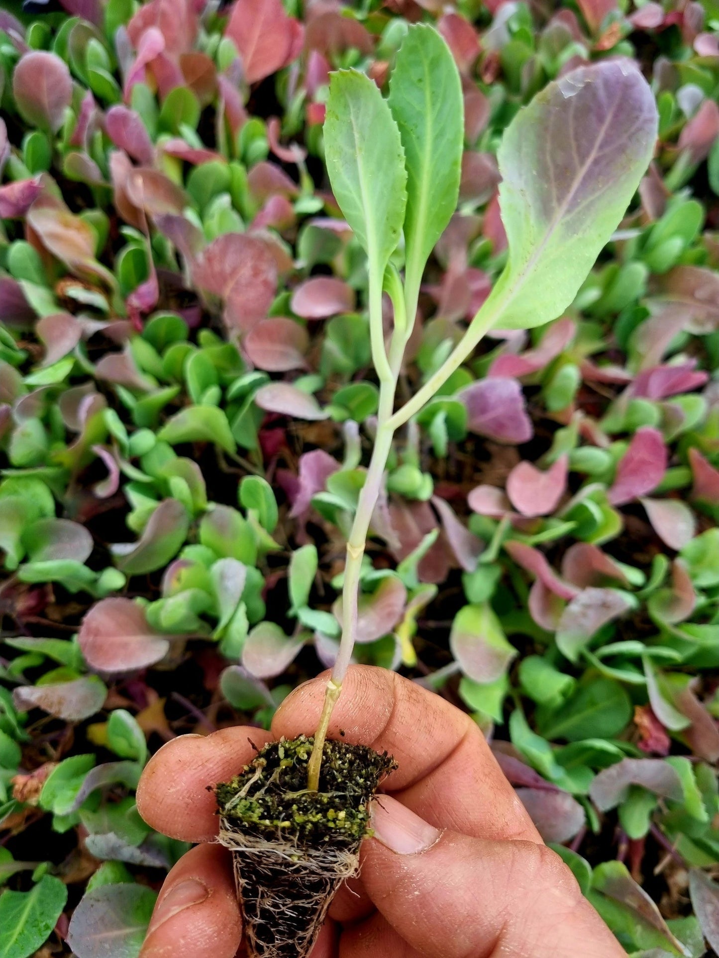 Weekly Subscription Box "Grow Your Own" Plug Plants Vegetables