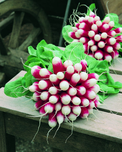 Weekly Subscription Box "Grow Your Own" Plug Plants Vegetables