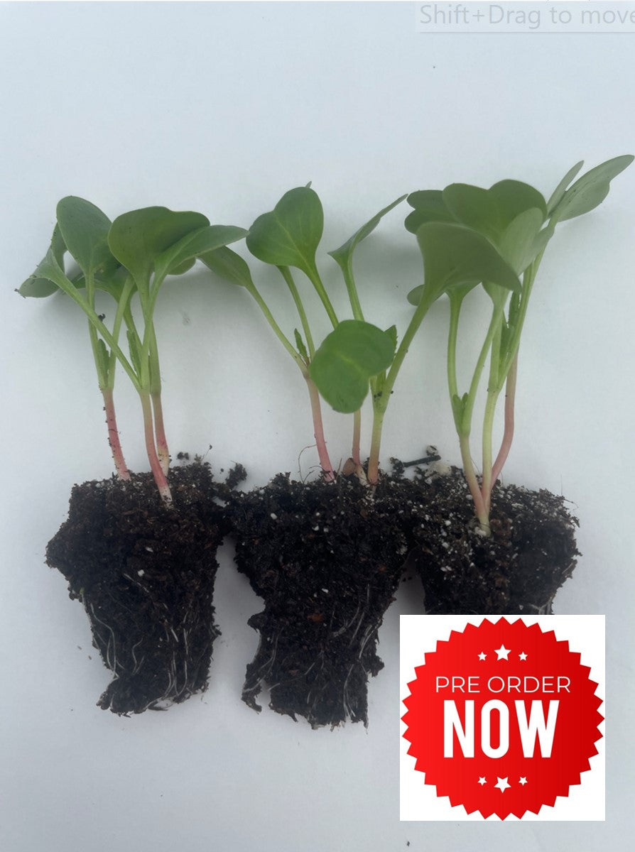 PRE-ORDER 10% OFF - Radish Plug Plants "Grow Your Own" Vegetables **Letterbox Friendly**