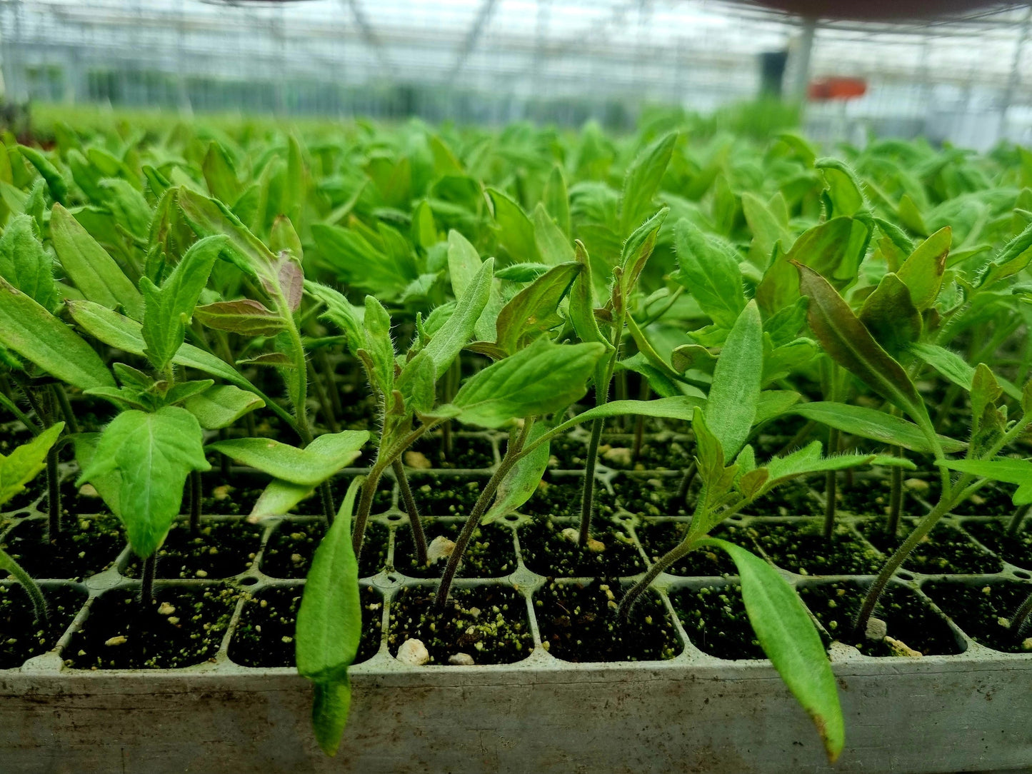 Tomato Plug Plants MIXED PACK "Grow Your Own" Fruit 'Ready to Plant Now' Young Vegetable Plants **Letterbox Friendly**