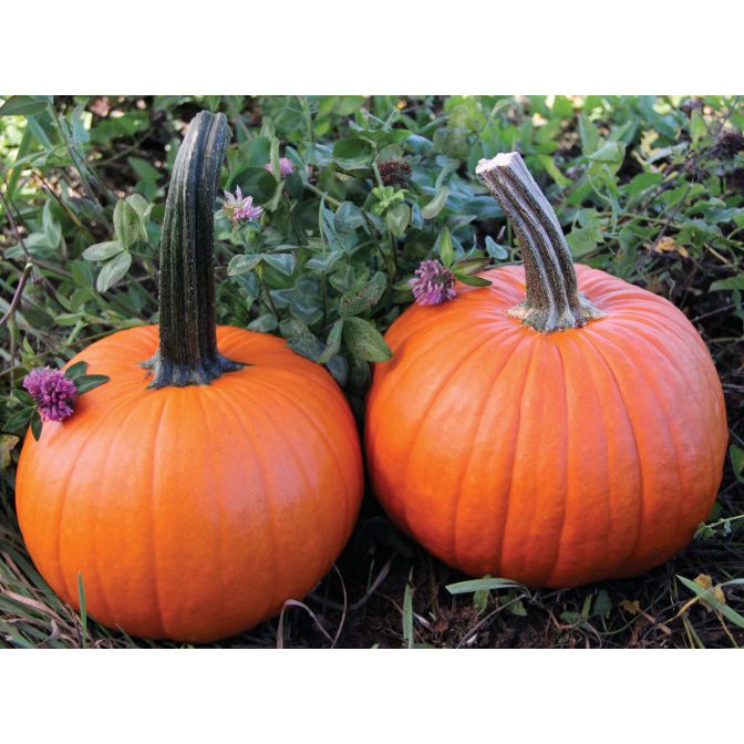 Pumpkin MIXED PACK Plug Plants "Grow Your Own" Fruit **Letterbox Friendly** Eco Friendly Packaging