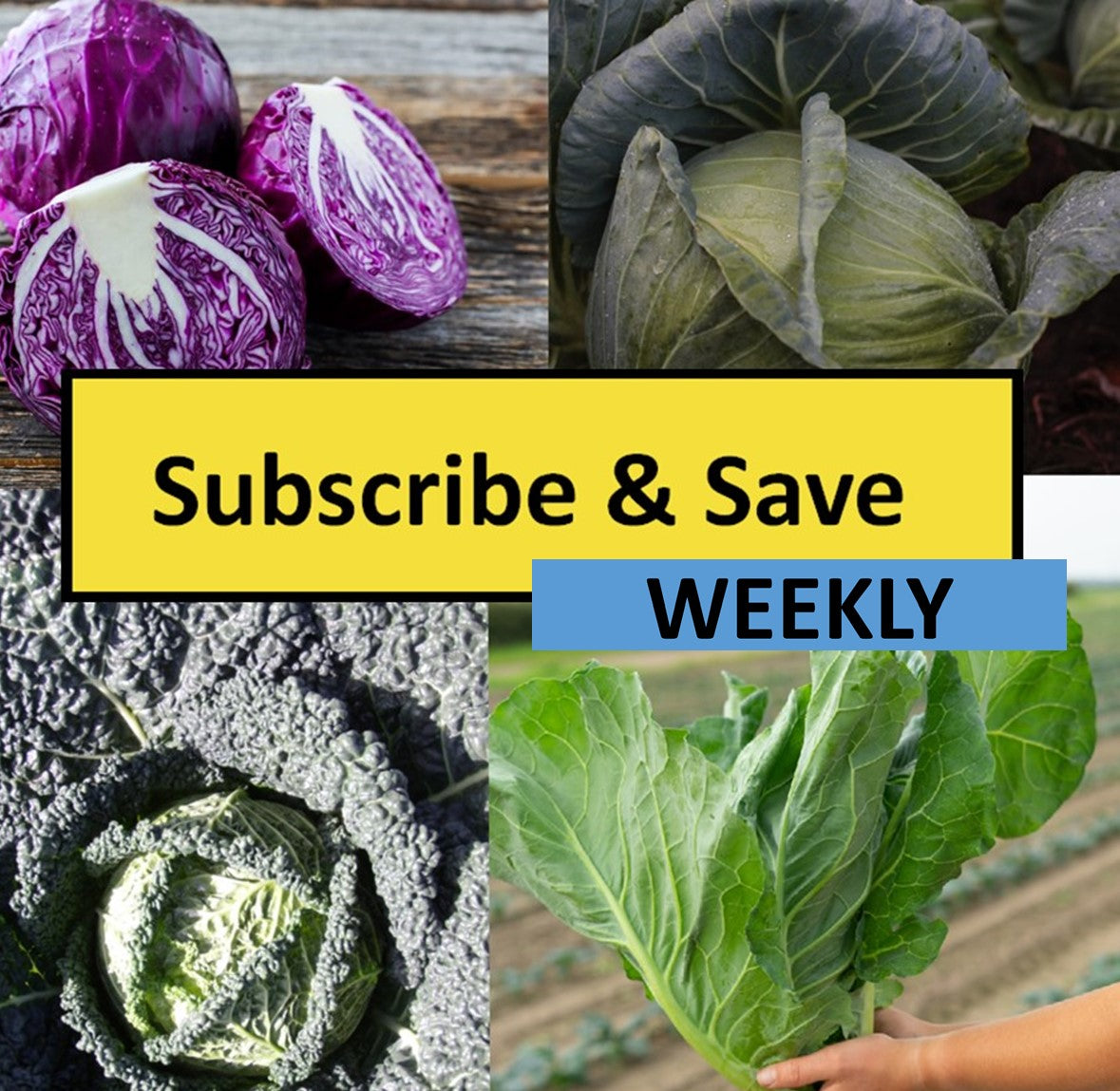 Weekly Subscription Box "Grow Your Own" Plug Plants Vegetables