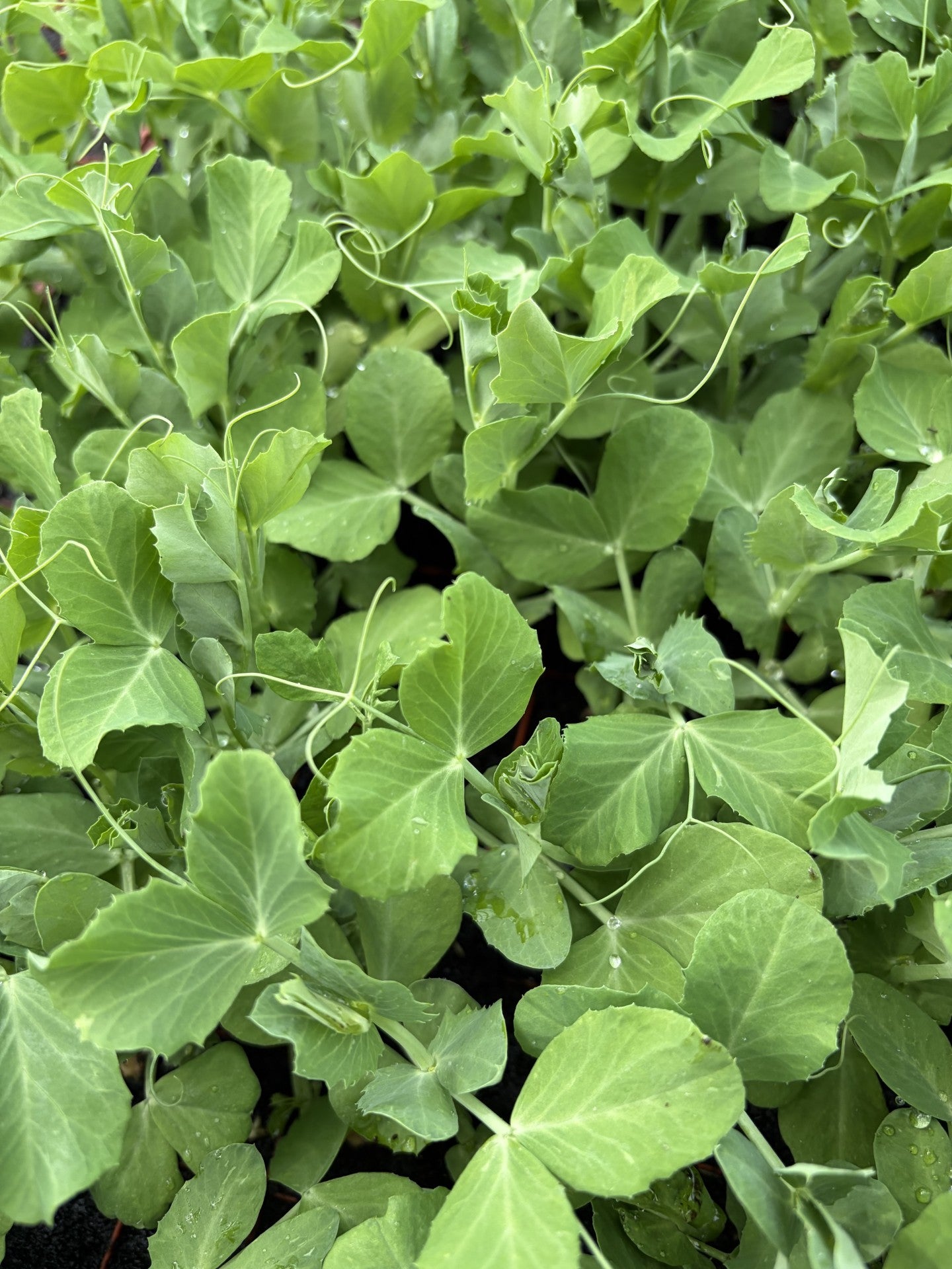Sugar Snap Pea Plug Plants "Grow Your Own" Fruit 'Ready to Plant Now' Young Vegetable Plants **Letterbox Friendly** (Copy) (Copy)