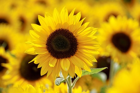 Sunflower Plug Plants 'Grow your Own' Flowers 'Ready to Plant now' Young Vegetable Plants 'Eco Friendly Packaging' **Letterbox Friendly**