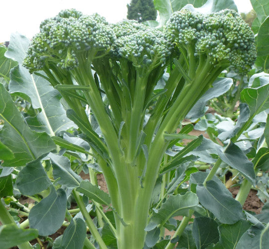 Weekly Subscription Box "Grow Your Own" Plug Plants Vegetables