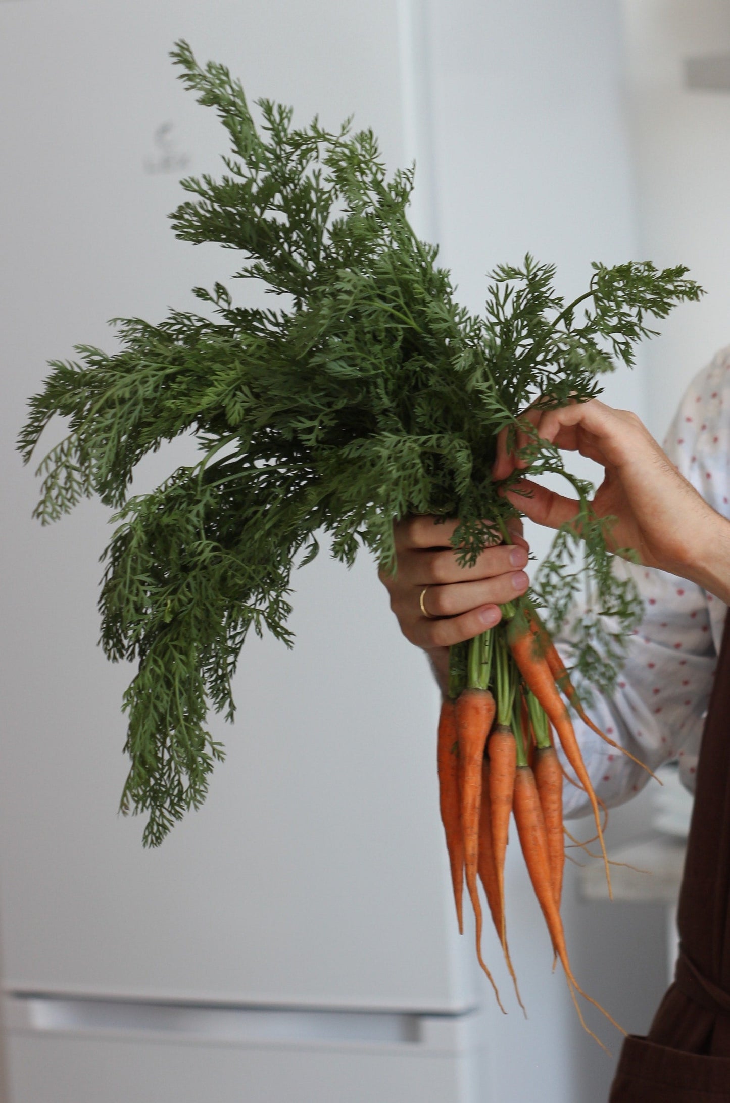 Baby Carrot Plug Plants "Grow Your Own" Vegetables **Letterbox Friendly**