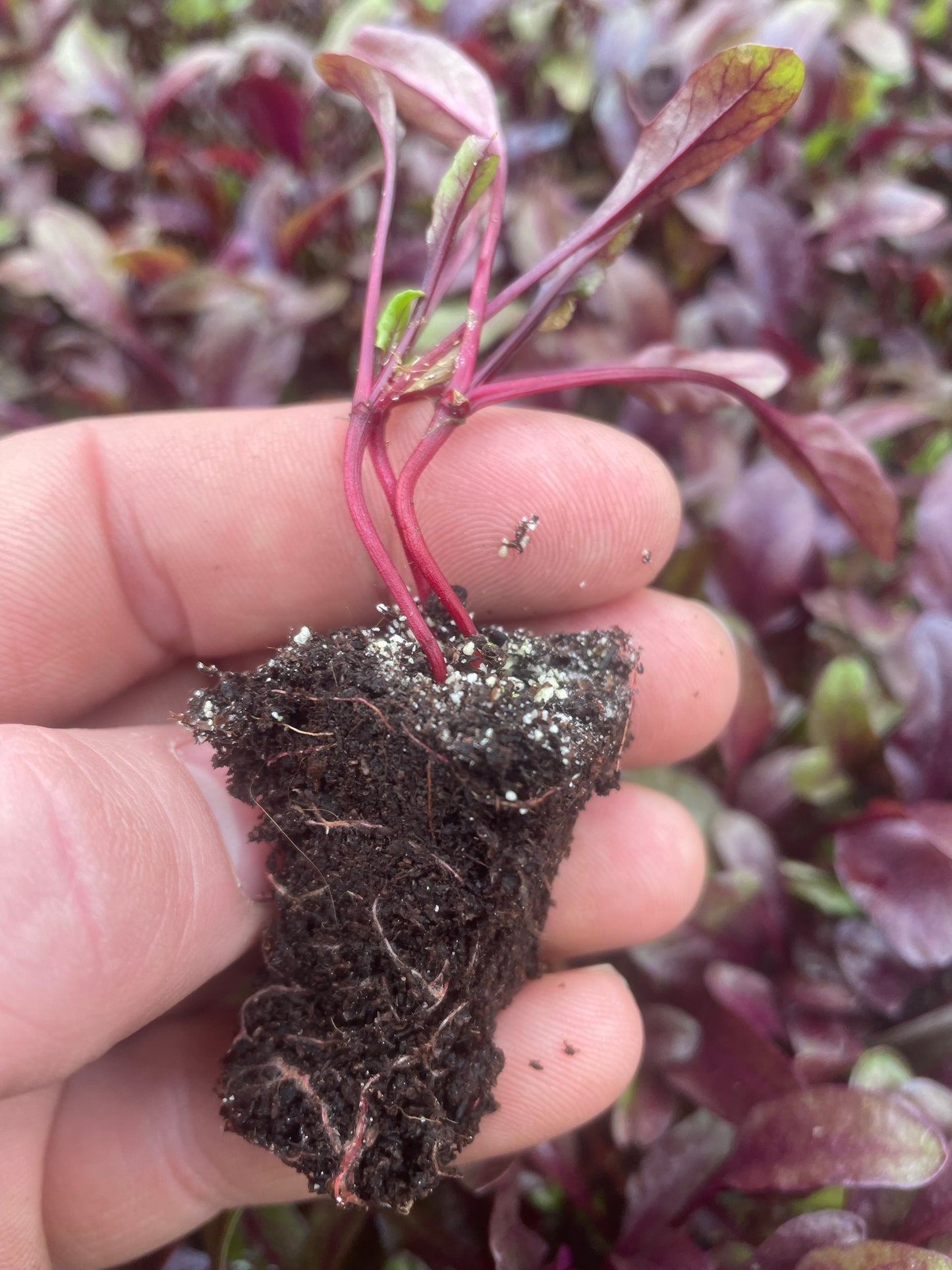 Beetroot Plug Plants "Grow Your Own" Vegetables **Letterbox Friendly**
