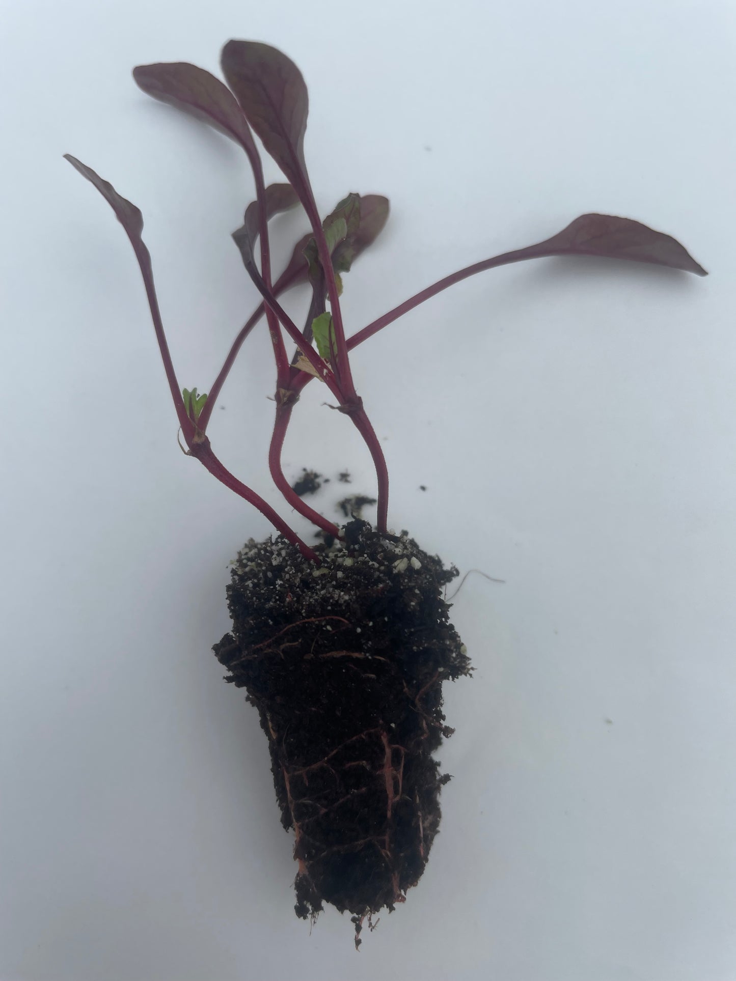 Beetroot Plug Plants "Grow Your Own" Vegetables **Letterbox Friendly**