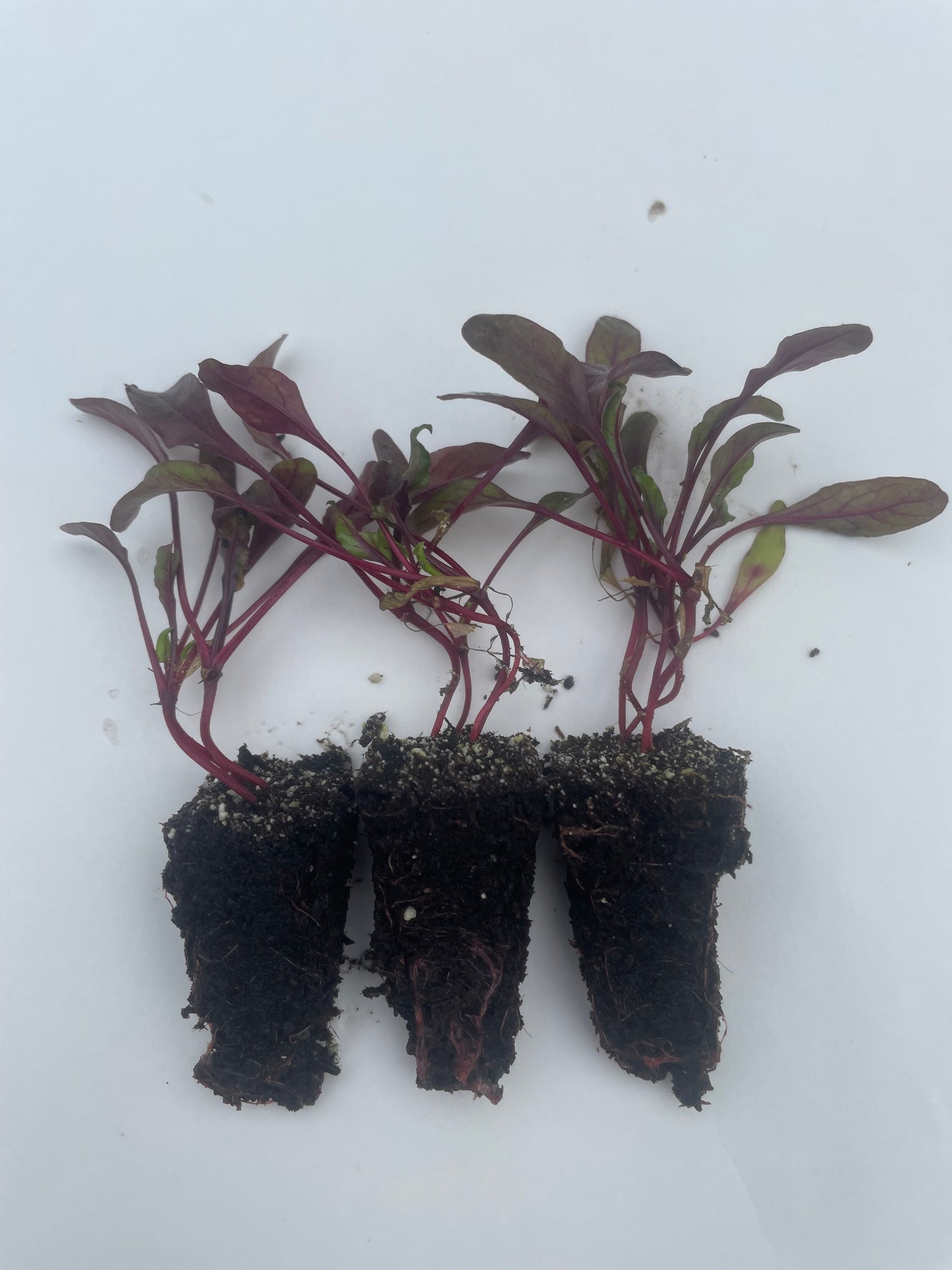 Beetroot Plug Plants "Grow Your Own" Vegetables **Letterbox Friendly**