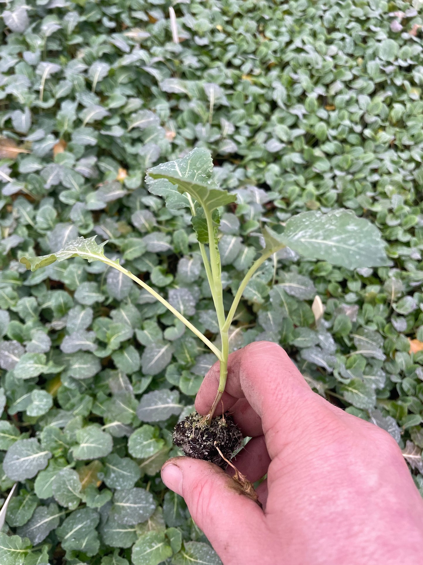 Broccoli Plug Plants "Grow Your Own" Vegetables 'Ready to Plant Now' Young Vegetable Plants **Letterbox Friendly**