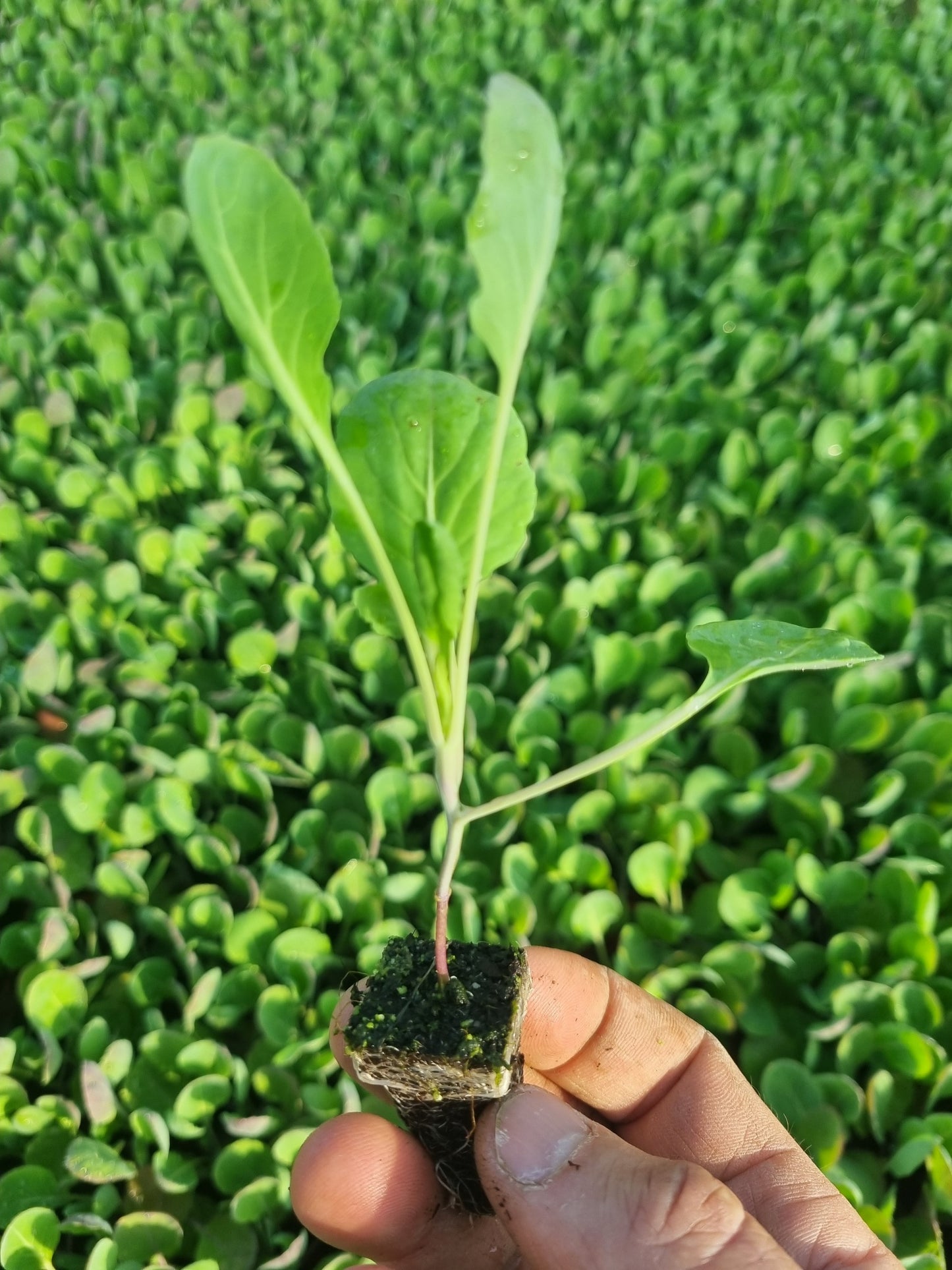 Brussels Sprout Plug Plants "Grow Your Own" Vegetables **Letterbox Friendly**