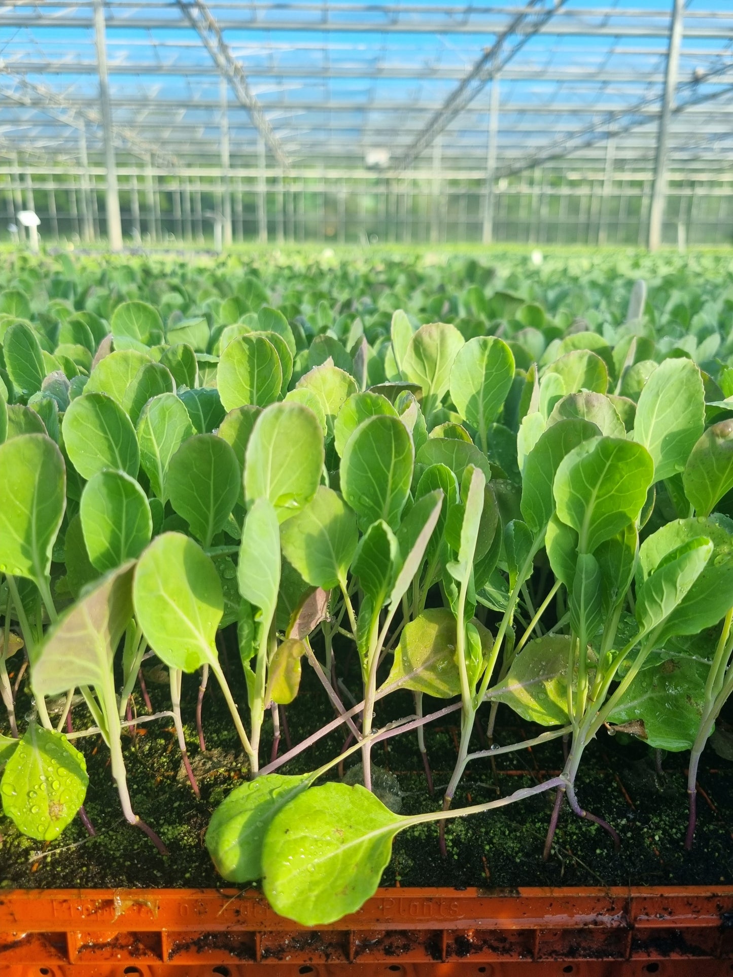 Brussels Sprout Plug Plants "Grow Your Own" Vegetables **Letterbox Friendly**