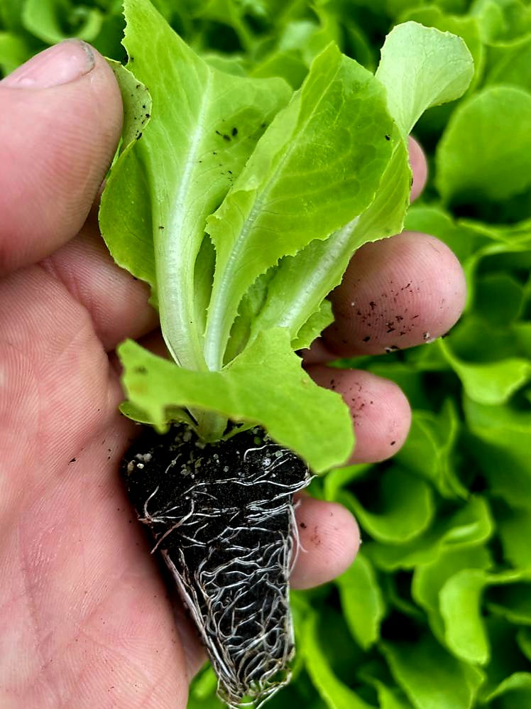 Butterhead Lettuce Plug Plants "Grow Your Own" Salads **Letterbox Friendly**