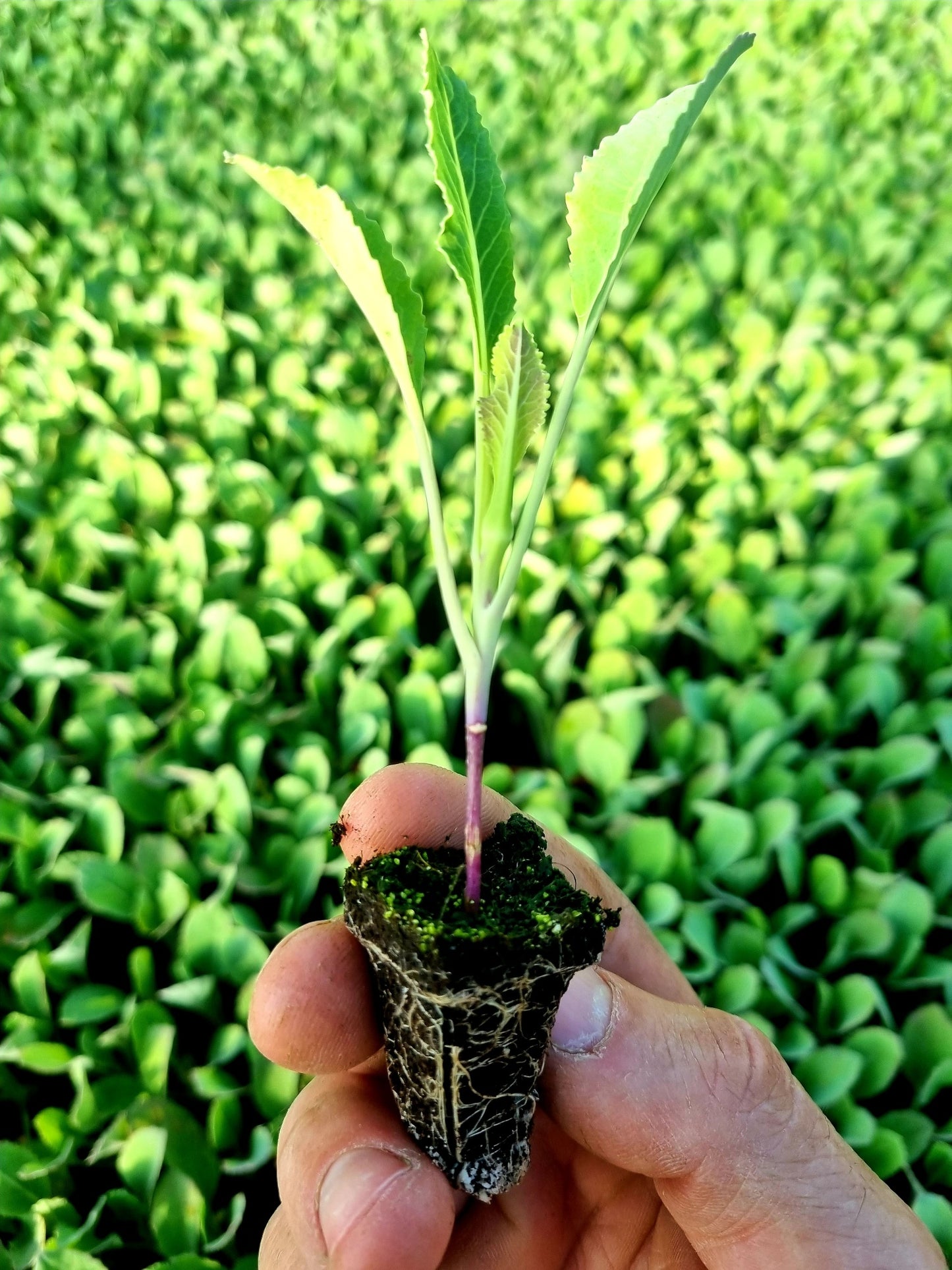 Cauliflower Plug Plants "Grow Your Own" Vegetables **Letterbox Friendly**