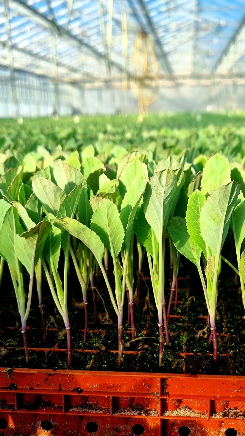 Cauliflower Plug Plants "Grow Your Own" Vegetables **Letterbox Friendly**