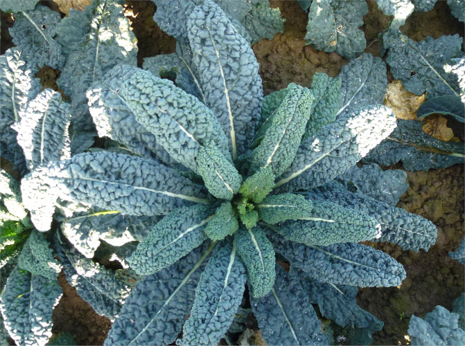 Cavolo Nero Plug Plants "Grow Your Own" Vegetables **Letterbox Friendly**