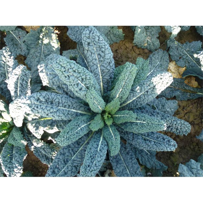 Cavolo Nero Plug Plants "Grow Your Own" Vegetables **Letterbox Friendly**