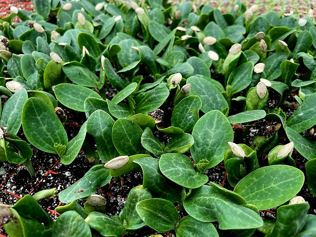 Courgette MIXED PACK Plug Plants "Grow Your Own" Fruit 'Ready to Plant Now' Young Vegetable Plants **Letterbox Friendly**