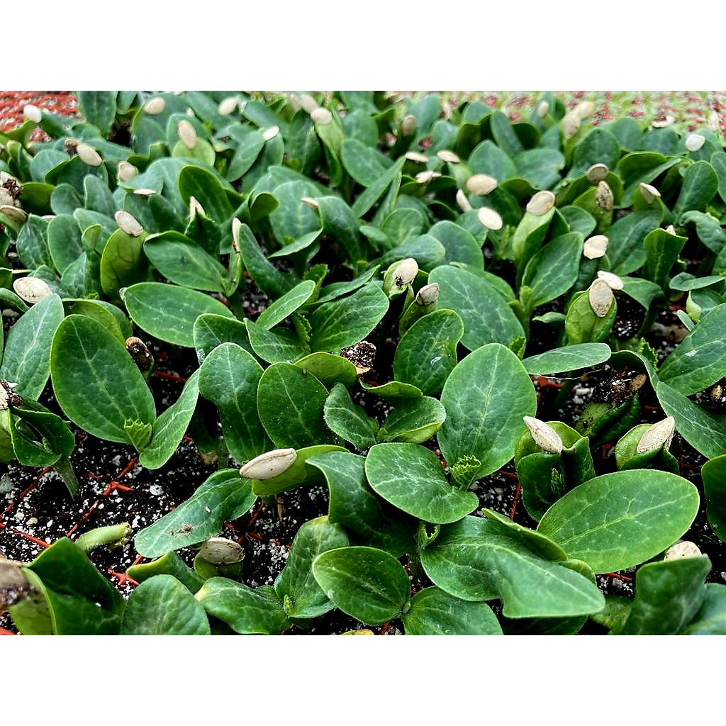 Courgette MIXED PACK Plug Plants "Grow Your Own" Fruit 'Ready to Plant Now' Young Vegetable Plants **Letterbox Friendly**