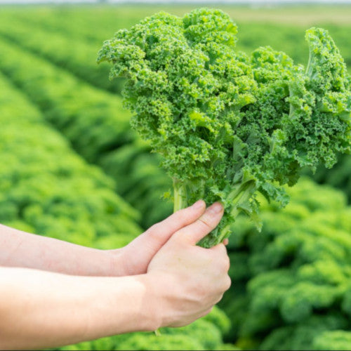 Green Curly Kale Plug Plants "Grow Your Own" Vegetables **Letterbox Friendly**